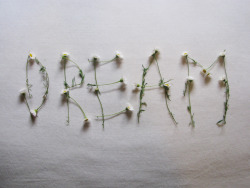 misswallflower:  Never stop dreaming. 