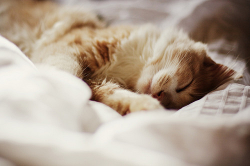 14cats:(by Chloe Jennings)