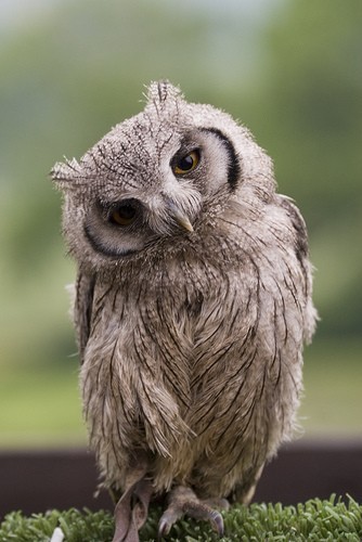WiseOwls