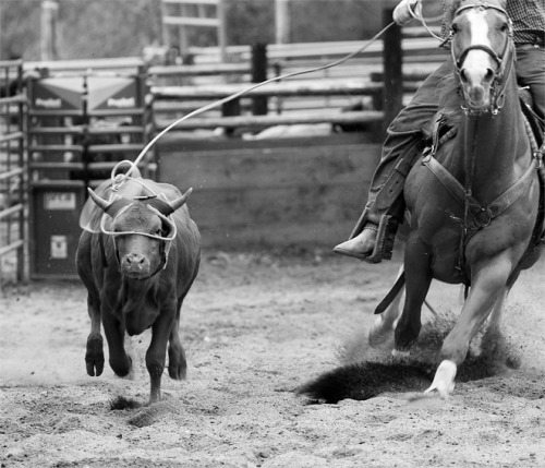 harvestheart:Team Roping - Photo by Mark Meyer