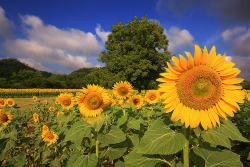 sunsurfer:  Sunflower Field, Tuscany  photo by francesco della santa 