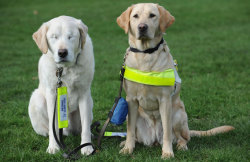 lonelycoast:  Blind guide dog gets helping paw Eight-year-old mutt Edward had to have his eyes removed after developing  cataracts. His blind owner Graham Waspe, 60, was devastated at the time - but was soon  given two-year-old Opal to help him AND his