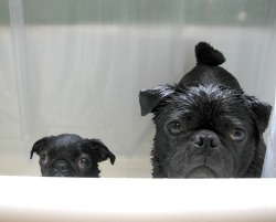 fyeahwrinklydogs:  Double bath time! 