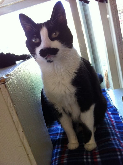 lesbiansandcats:  I work at a pet kennel and take care of cats and dogs. I saw this