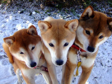 fuckyeahshibainu:大切な子たち｜柴犬ひかりといちご のんびり日記