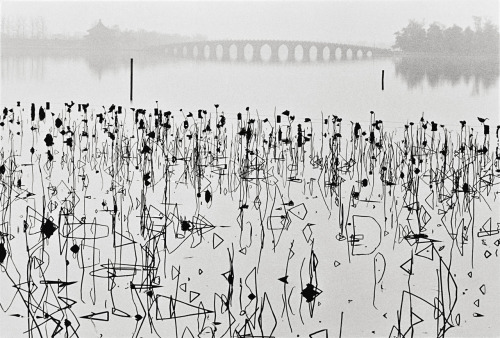 Wilted Lotus Blossoms, former Summer Palace, Kunming Lake, Beijing, China photo by René Burri, 1964