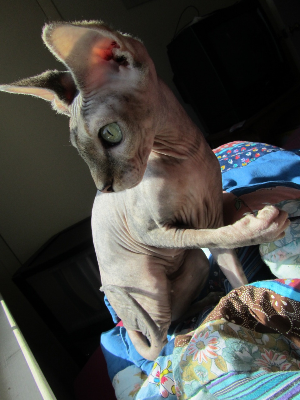Suddenly&hellip;MINGMING. Took a bunch of pictures of her since I&rsquo;m