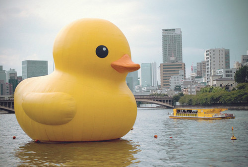 makunahatata:  angelunalovegood:  naysen:  qtj:  donotfear:  anothermania:  hidinginyoursafeplace:  dieburiedalive:  unboundkilljoy:  thed0wnfall:  WHY IS THERE A FUCKING DUCK IN THE MIDDLE OF THAT FUCKING LAKE?    LOOK AT THE SIZE OF THAT FUCKING DUCK