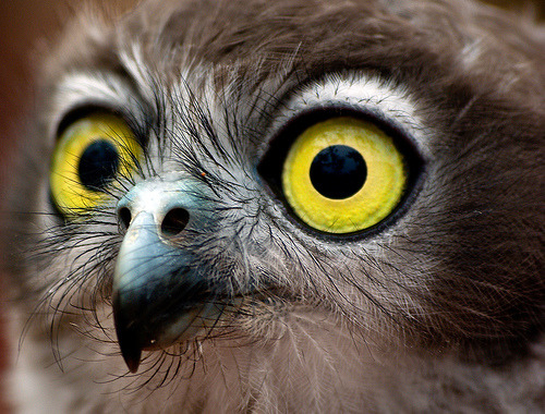 WiseOwls