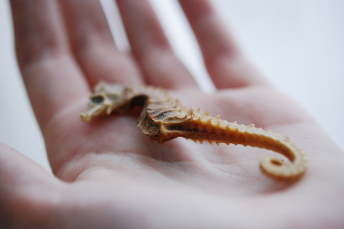 accidentalcreativeness:seahorse (by Laurence 2)