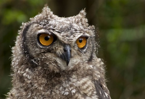 crispyfriedclicks:  Orange owl eyes. Picture by Evan Rothman. 