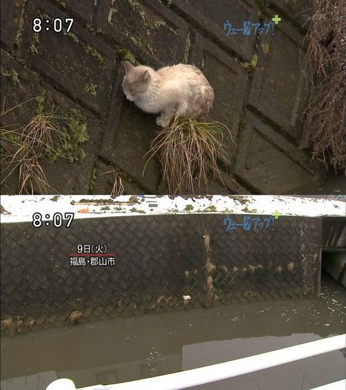 underageisunderrated:  meme-meme:  Meanwhile in Japan: Cat survives Tsunami using