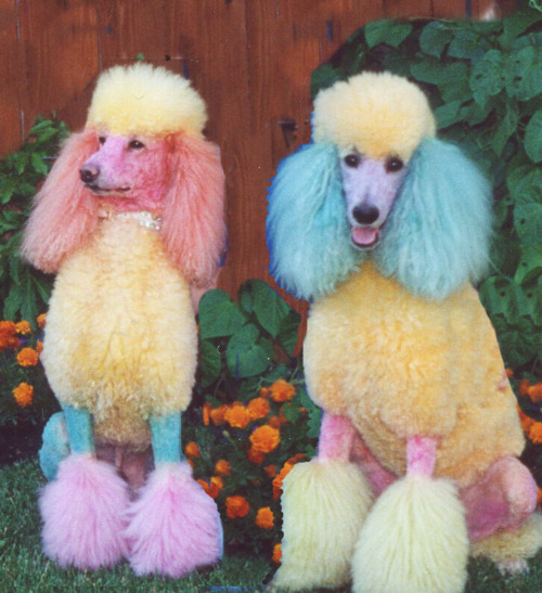 NICOLA FORMICHETTI'S TUMBLR