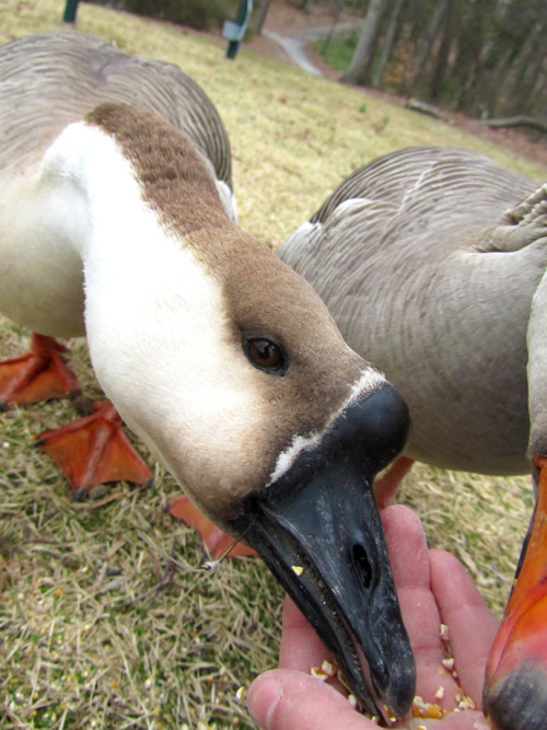 My bb goose with the hook in its mouth. If you look closely, you can see slight swelling around it.  As of now, we’ll be getting the professor’s colleague here at 3 PM tomorrow. I’ve made sure that it’s been eating at least once