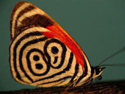 headfullofid:   Neglected Eighty-Eight Butterfly  Photograph by Joel Sartore.  