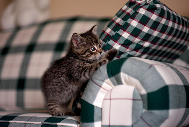 kittenskittenskittens
