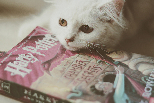  Nos sonhos entramos num mundo que é exclusivamente nosso. Harry Potter. 