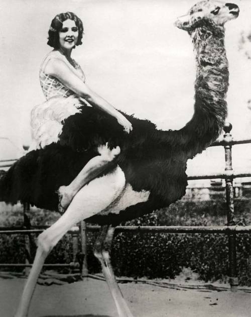 firsttimeuser: 1 April jokes. Woman riding an ostrich with the head of a camel. April 1 joke of Life