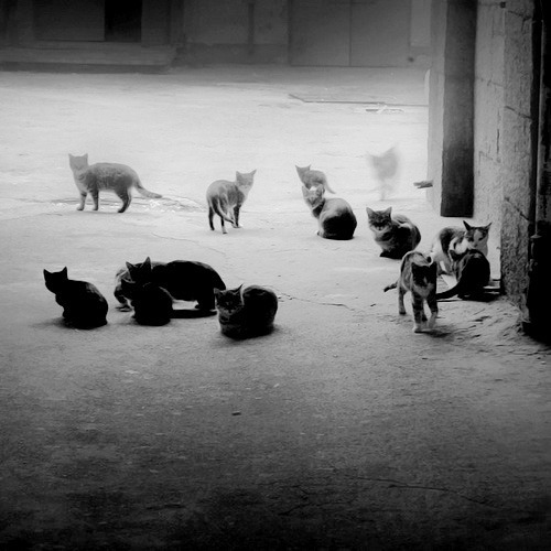 why can’t we all just be cats?
