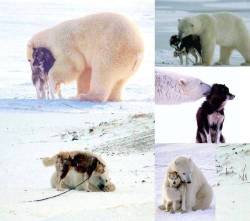  Animais tem a bondade que falta nos humanos.