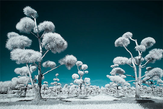 20 Breathtaking Examples of Infrared Photography