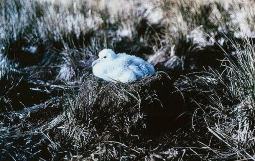 unahabitacionconvistas:Fotos en color del Endurance atrapado por el hielo en su expedición 