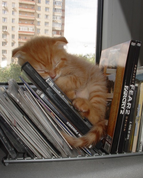 eraseallthememories:  omfg this is the cutest thing i’ve ever seen! <3 