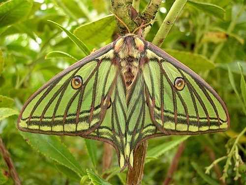 This Spanish moon moth is flaunting his good looks in the handful of days  he has left to live. Unable to eat after emer…