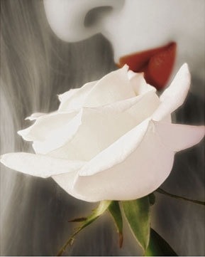 Fotos De Flores Blancas Tumblr