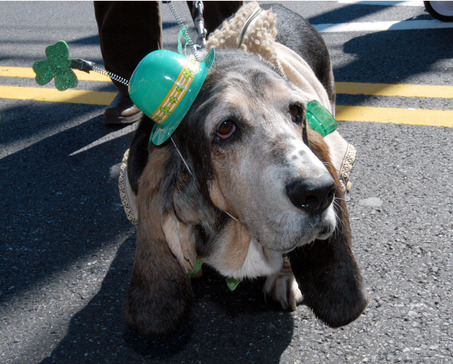 fyeahwrinklydogs:  So sad, and yet, so Irish!  idgaf about today, but OH MY GOD.