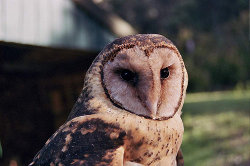WiseOwls