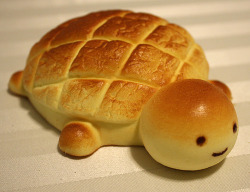  HOLY CRAP THERE IS A FUCKING BREAD TURTLE