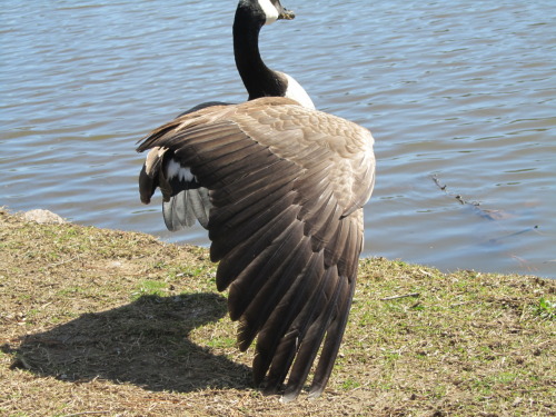 Porn photo Perk of being able to hang around the geese?