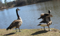 formerlystrongbaby:  perpetuallycaffeinated:  I’ve never seen a bird do this before. It was just slowly stretching it up, like someone raising their arms up. Not out, just up. Freaky weird bird… »;  i have two pet birds and they do this a lot. Did