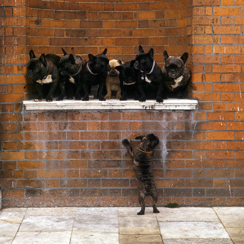 fuckyeahbulldog:  AP-2JSFSF_www.animal-photography.com (by Animal Photography image library) How does one assemble that many frenchies?!  