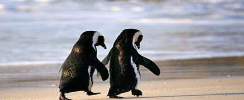   Did you know that when a male penguin falls in love with a female penguin, he searches the entire beach to find the perfect pebble to present to her? & when he finally finds it, he waddles over to her and places the pebble right in front of her