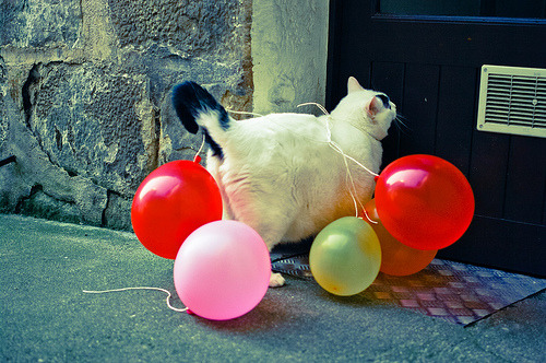 Porn pudgykitties:  Knock knock! It’s the birthday photos