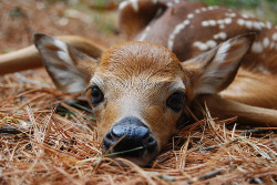 himynameisgere:  seanfuckinghamilshit:  I want a deer.  holy moley. 