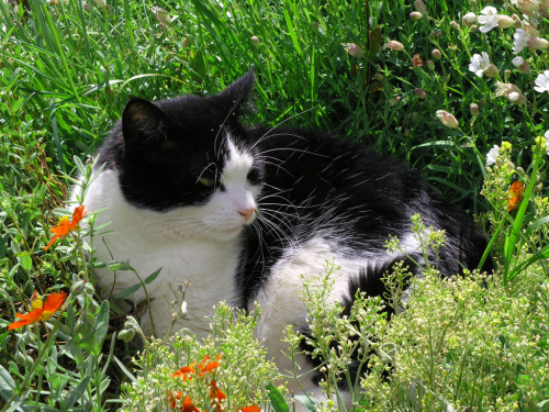 cybergata:“I’m in your garden, smushing down your flowers.” Photo by Dave Campbell