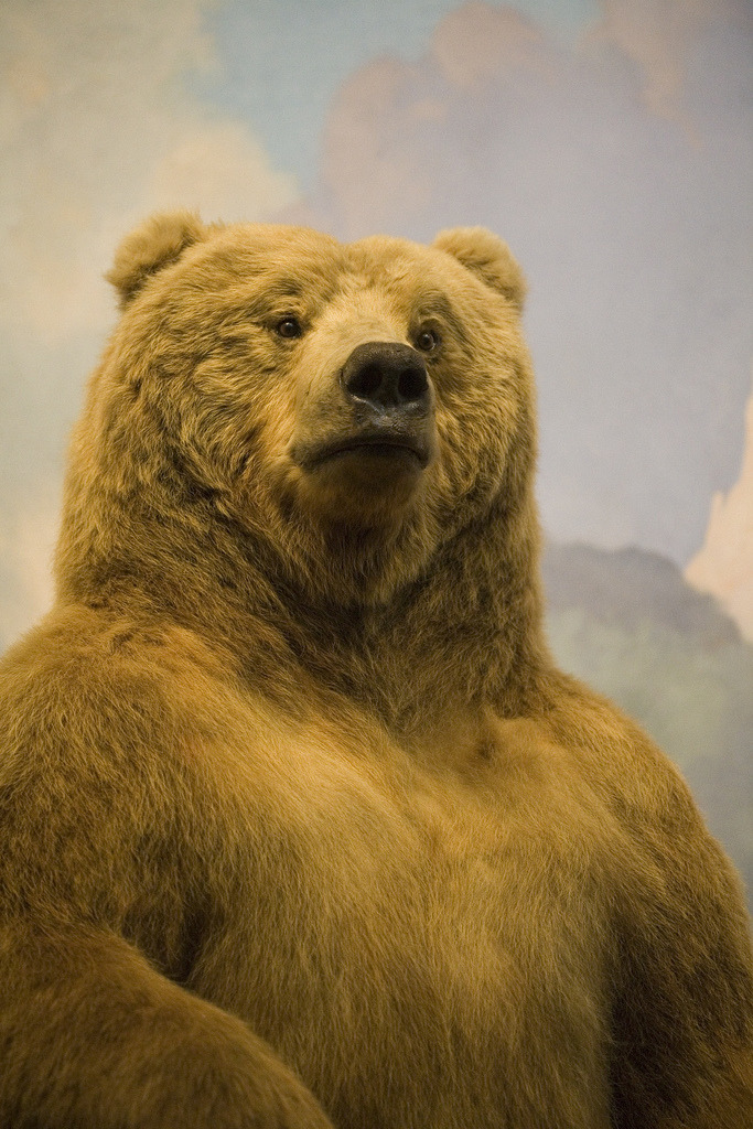 Close up of the 8’+ tall Alaska Brown Bear at the Museum of Natural History. This one was created by renowned taxidermist Robert Rockwell, who in his time at the museum would create over 100 animals. Background painting by Belmore Browne.