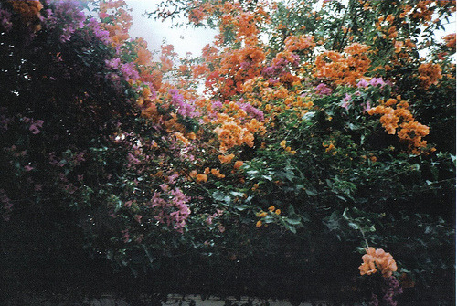 criticize:  (by Roberta Sparrow) 
