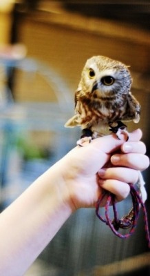 asfgiantsfan:  the cutest owl you will ever