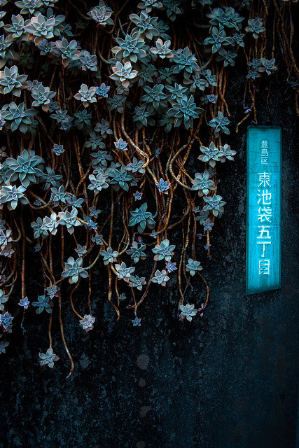ultrapj:  絵画は、自然によって作成された。 -「日本の植物相」“427x640pix ▪▫