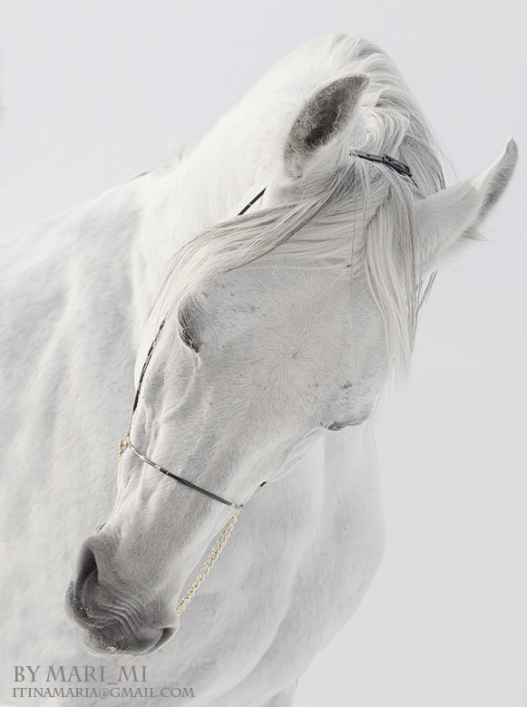 Silver blonde