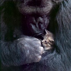  This is Koko. She was a gorilla who astoundingly enough understood and could use  American sign language. She used sign language to ask her trainer for a cat.  She was fond of cats, and her first kitten was a tailless grey cat who she named All Ball.