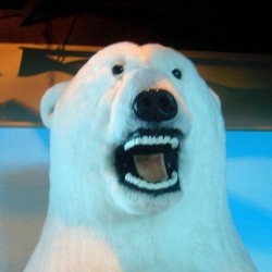 Polar Bear Prostate Exam Face of Destiny.