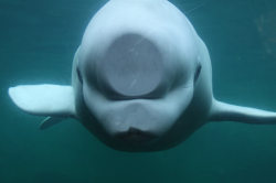 allcreatures:  An inquisitive beluga whale