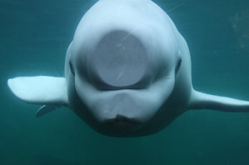 XXX allcreatures:  An inquisitive beluga whale photo