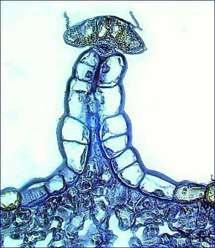 Porn Microscopic view of drugs photos