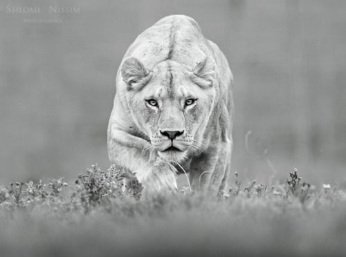 black-and-white:  (via Shlomi Nissim Photography) 